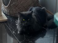 Reinrassiger Maine Coon Deckkater mit Stammbaum - Elsdorf (Nordrhein-Westfalen)