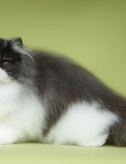 junge Perserdame sucht neuen Wirkungskreis - Würzburg