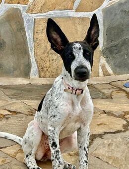 Cassidy wünscht sich eine Familie - Grevenbroich