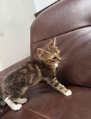 2 wundervolle Katzen in 41189