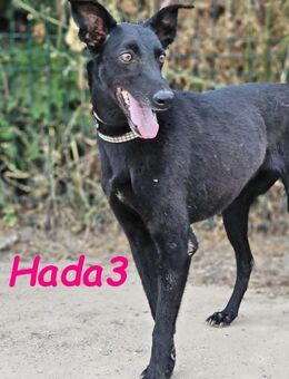 Hada3 liebenswert u anhänglich 5/19 ESP - Ruppertsecken