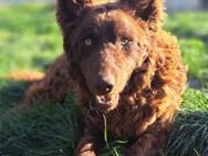 Szikra sucht seine Familie - Weilheim (Oberbayern)