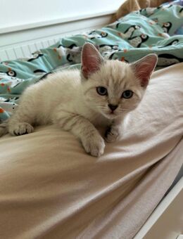 BKH Kitten Seal Silver Tabby British Kurzhaar Kitten - Leipzig