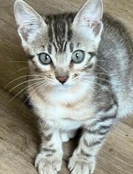 Bengal kitten Silber 13 Wochen Abgabebereit Reinrassig - Dortmund