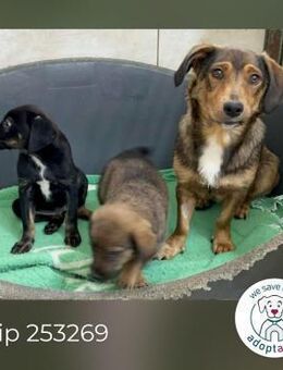 Chip 253269: Sucht ein Zuhause - Kirchzell
