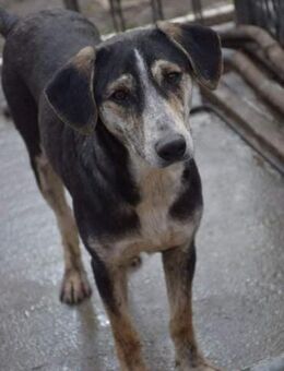 💜Jersey💜 hätte so gerne eine Familie - Alfeld (Leine)