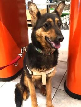 Liebe NELLY - an der Ostfront Ukraine... - Kempen