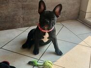 Süsse Französische bulldoggen suchen ein Zuhause - Düren