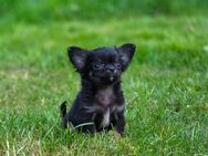 Chihuahua Welpe auszugsbereit mit Ahnentafel - Lippstadt