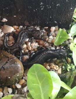 Bergmolche Molche Nachzuchten 2025 - Fürth Zentrum