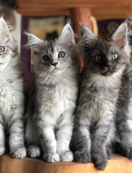 Noch 3 zauberhafte Maine Coon Babys suchen ein Verwöhnzuhause. - Moers