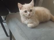 Süsse kitten BKH - Dortmund