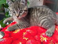 Baby Katzen suchen ein Zuhause - Aachen