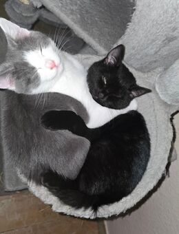 British Kurzhaar Katze - Erlensee