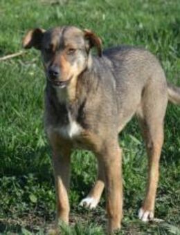 Netty - freundliches Girl - ❤️ - Sindelfingen