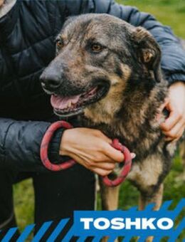 Toshko - einzigartig sucht Einzigartige - Berlin