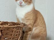 🐾 Charmanter Kater Oreo 🐾 - Eislingen (Fils)