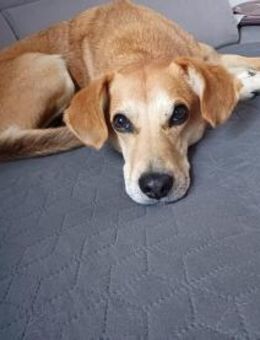 Murphy (*2020)auf PS in 94428 Eichendorf - Landau (Pfalz)