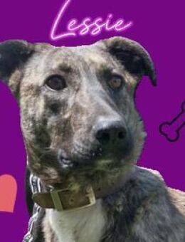 LESSIE2 soll ein besseres Leben haben - Gefrees