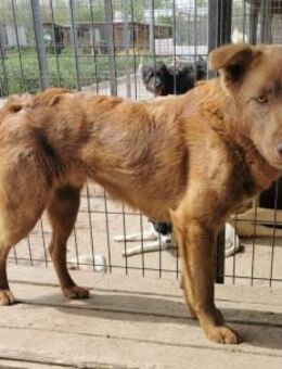 Franky wartet im HORROR Shelter - Blankenheim (Nordrhein-Westfalen)