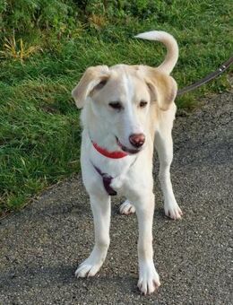 Junge verschmuste Sunny auf PS - Laufen