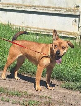 Sonnenschein Ulla sucht ein Zuhause ! - Dortmund