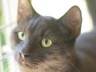 SANDY-wunderschöne Jung-Katze - Rösrath