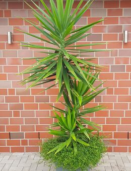 Yucca Palme, ca 2,60 mtr hoch, Terrassenpflanze, stabil, gesund, 2 Stck davon, draussen von Mai bis Nov, nur Abholung - Wathlingen