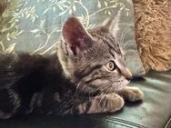 Kater / Kitten ab 01.07. abzugeben - Teuchern