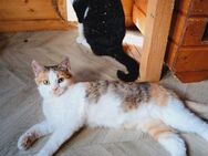 💖 Zauberhafte Arya 💖 - Eislingen (Fils)