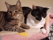 ❣️Micky & Cookie -zwei sanfte Samtpfoten - Eislingen (Fils)