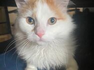 Mix Kater zu verkaufen - Aldingen
