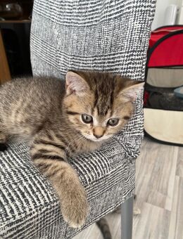 BKH kitten - Herne Holsterhauen