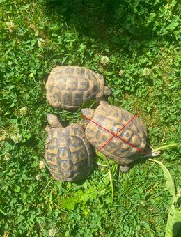 Zwei 7 jährige Griechische Landschildkröten THB-Brüder die sich sehr gut verstehen - Schallstadt