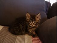 Maine-Coon Kitten - Saarwellingen