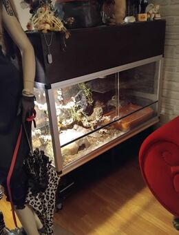 Schönes handgefertigtes Terrarium mit Königspython und Zubehör in DU - Duisburg
