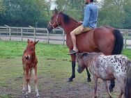 Knabstrupper Stutfohlen mit Appaloosa Mutter zu Verkaufen - Moormerland