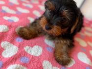Yorkshire Terrier Welpen - Völklingen