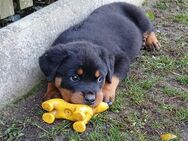 ADRK Rottweiler-Welpe-Rüde - Harzgerode Königerode