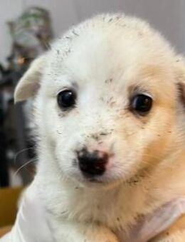 Bezaubernder Welpe Simba - Kallmünz