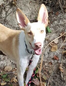 Ziggy sucht nun ein Traumzuhause - Laatzen