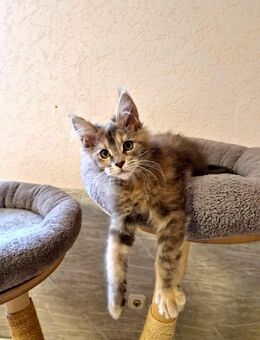 Maine Coon Mädchen zum Abgabebereit - Nienburg (Weser)