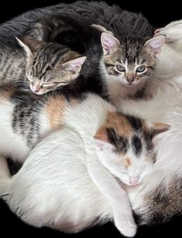 Süße Kitten - Breitengüßbach