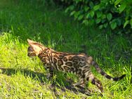 Reinrassige Bengal kitten abzugeben nur noch 1/4 erhältlich bei diesem Wurf - Leer (Ostfriesland)