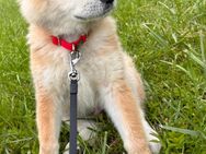 Akita Inu Welpe - Sangerhausen