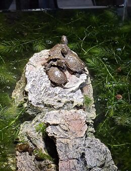 Europäische Sumpfschildkröten zu verkaufen - Langenbernsdorf