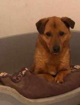 Corgimix - Wegberg Zentrum