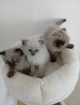 3 Heilige Birma Kitten Katzenbabys Katzen Katze - Staufenberg (Hessen)