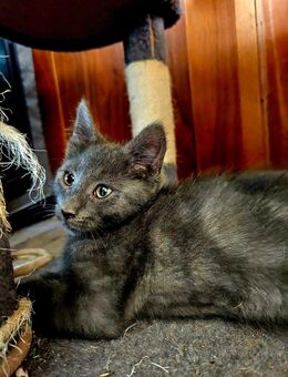 MainCoon Mixe 12 Wochen alt. - Berge (Brandenburg)