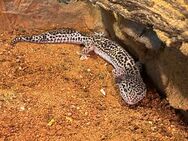 Leopardgecko Black Night Mack Snow Weibchen - Rödersheim-Gronau